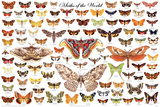 Laminated Moths of the World Educational Science Chart Poster Photo
