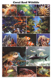 Laminated Coral Reef Marine Wildlife Educational Chart Poster Prints