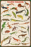 Exotic Lizards Reptiles Educational Science Chart Poster Posters