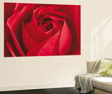 The Rose Flower Mini Mural Huge Poster Art Print Wall Mural