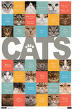 Cats ABCs Art Print Poster Prints