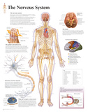 Laminated The Nervous System Educational Chart Poster Photo