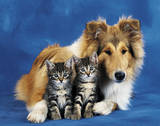Friends Forever (Dog & Cats) Art Poster Print Posters