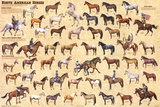 North American Horses Educational Chart Poster Prints