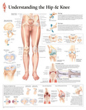 Laminated Understanding the Hip and Knee Anatomy Print Poster Prints