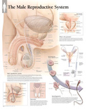Male Reproductive System Educational Chart Poster Posters