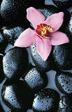 Stone Orchid Mini Mural Huge Poster Art Print Wall Mural