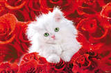 White Cat (Red Roses) Art Poster Print Print