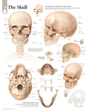 The Human Skull Educational Chart Poster Posters