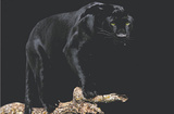 Black Panther (On Log) Art Poster Print Posters