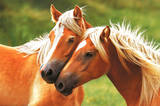 Horses (Blondes) Art Poster Print Poster