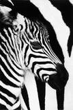 Zebra Mare and Foal Art Print Poster Pôsters