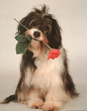 Dog with Rose in Mouth Poster