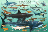Laminated Sharks Educational Poster Prints