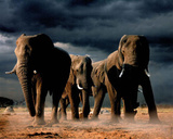 African Elephants Art Print Poster Print