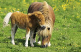 Two Ponies (Horses In Field) Art Poster Print Poster
