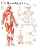 Musculoskeletal System Educational Chart Poster Print