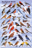 Laminated Backyard Birds Educational Science Chart Poster Posters