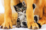 Safe and Pretty Art Print Poster Posters