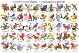 Laminated State Birds and Flowers Educational Chart Poster Posters