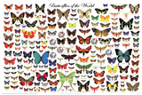 Laminated Butterflies of the World Educational Science Chart Poster Posters