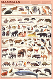 Laminated Mammals Educational Animal Chart Poster Pôsters