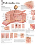 Understanding Skin Educational Chart Poster Photo
