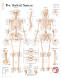 The Skeletal System Chart Poster Photo