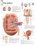 The Kidney Educational Chart Poster Posters