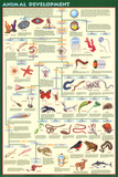 Animal Development Educational Science Chart Poster Pôsters