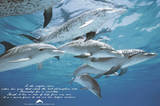 Dolphins (Friends of Man) Art Poster Print Prints