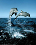 Dolphins Leaping Out of Water Art Print Poster Posters