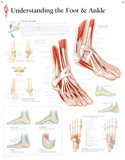 Laminated Understanding the Foot and Ankle Educational Chart Poster Posters