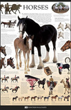 Horses Dorling Kindersley Educational Poster Print Fotografia