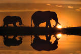 Jim Zuckerman African Silhouette Elephants Art Print Poster Pôsters