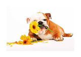 Good Morning Bulldog wtih Flower Art Print Poster Poster