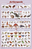 Laminated Arthropods Insect Educational Science Chart Poster Posters