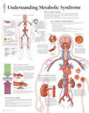 Metabolic Syndrome Educational Chart Poster Poster