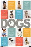Dogs ABCs Art Print Poster Posters