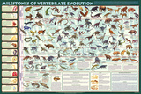 Milestones of Evolution Educational Science Chart Poster Posters