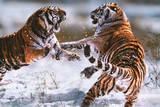 Steve Bloom (Tigers) Art Poster Print Photo
