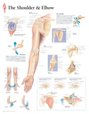 Understanding the Shoulder and Elbow Educational Chart Poster Print