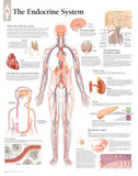 The Endocrine System Educational Chart Poster Prints