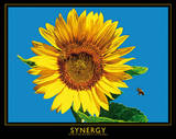 Sunflower (Synergy) Art Poster Print Posters