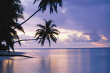 Tropical Sunset (Palm Trees Over Water, Huge) Art Poster Print Poster