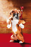 Knock Out (Boxer Puppy in Ring) Art Poster Print Posters