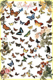Variety of Butterflies Educational Chart Poster Photo