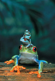 Red Eyed Tree Frogs Art Print Poster Prints