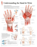 Laminated Understanding the Hand and Wrist Educational Chart Poster Posters