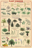 Laminated Plant Kingdom 2 Educational Science Chart Poster Prints